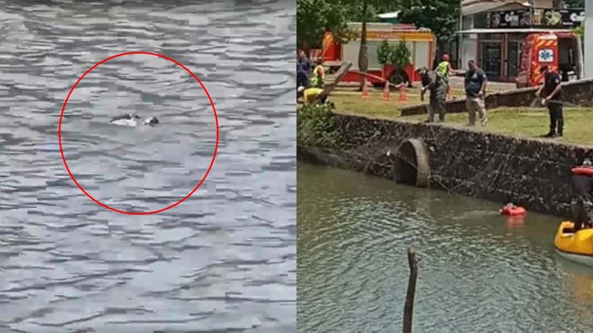 Argentino solta jacaré em lago para banhistas na fronteira com Brasil