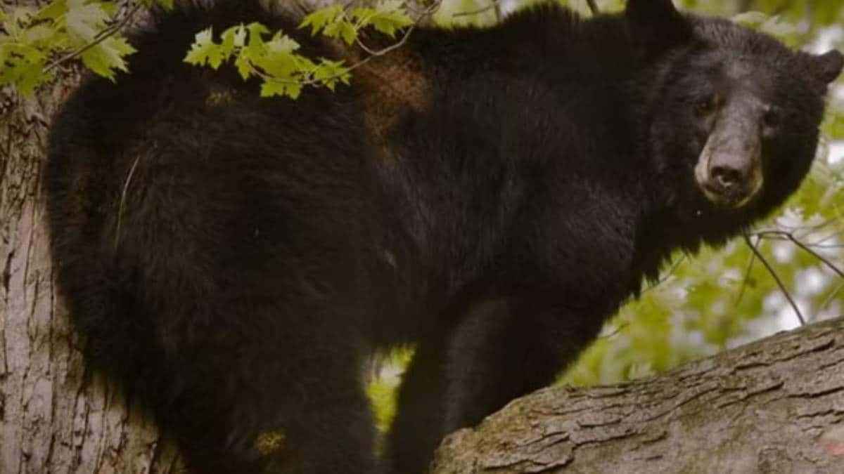 Caçador é morto após ser atingido por urso que perseguia