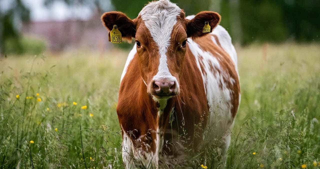 Homem leva coice e morre ao tentar estuprar vaca no DF