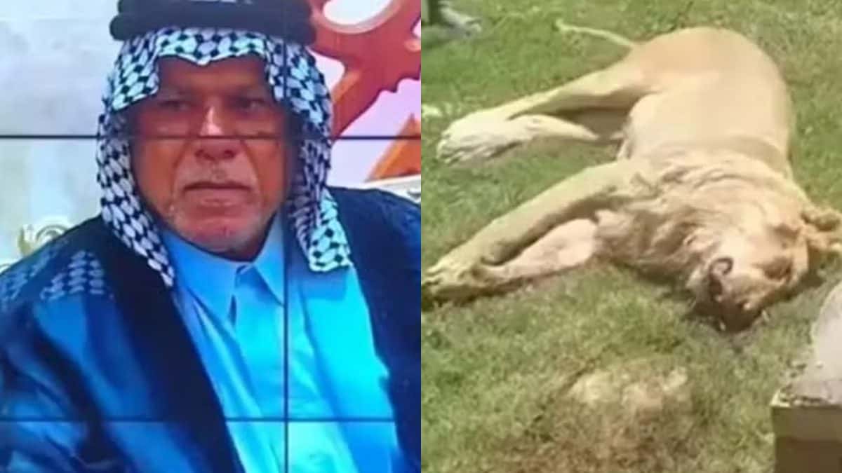 Homem é morto após tentar domesticar leão no quintal de casa