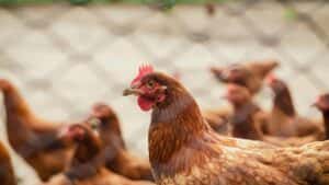 Gripe aviária: países começam a abrir mercados para o frango brasileiro