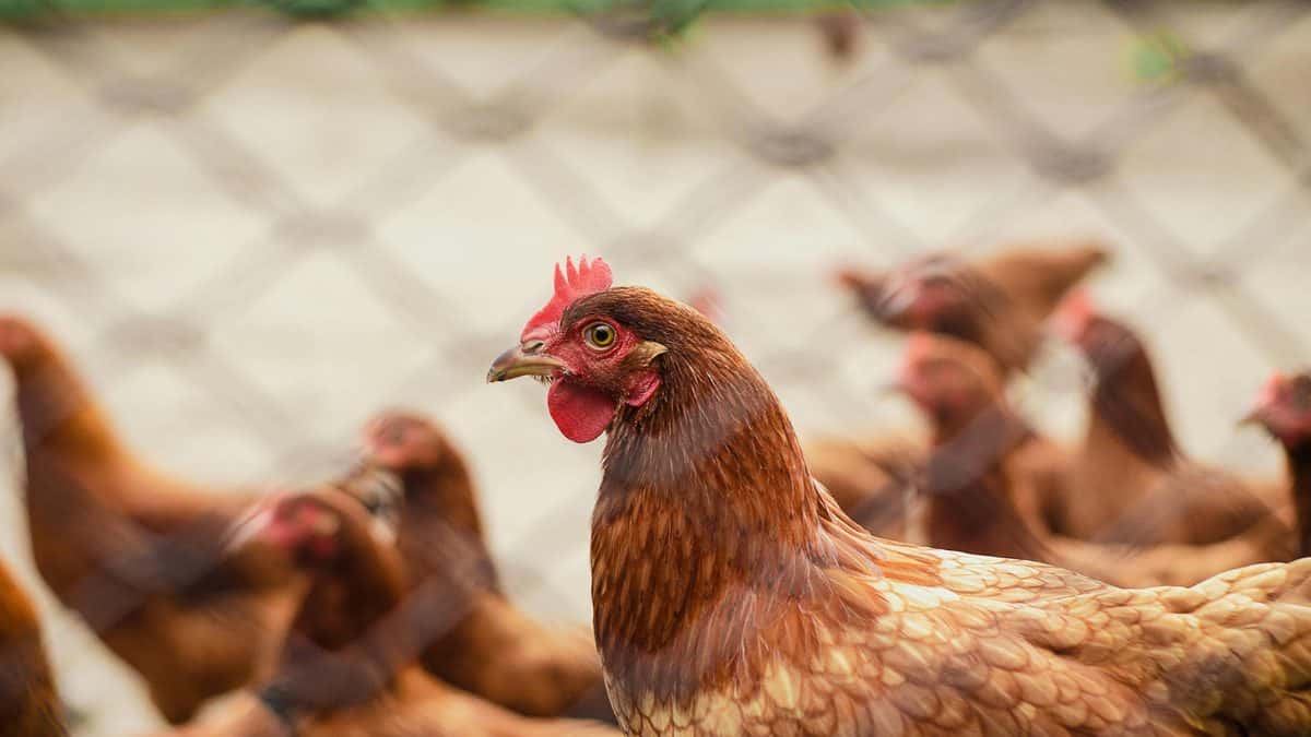 Gripe aviária: países começam a abrir mercados para o frango brasileiro