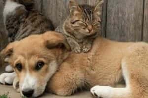 GDF abre mil vagas para castração gratuita de cães e gatos neste domingo (1°/6)
