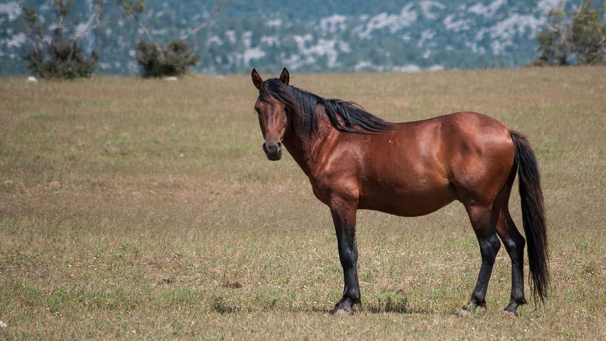 Contaminação inédita em ração matou 245 cavalos em 4 estados, afirma Mapa