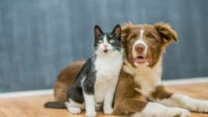 Ter cães e gatos retarda declínio cognitivo na velhice, aponta estudo