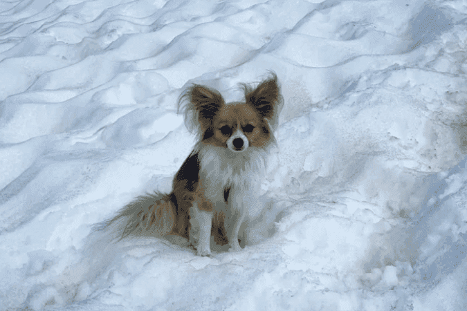 Chihuahua salva homem que caiu em geleira na Suíça