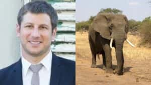 Milionário morre após ser pisoteado e chifrado por elefante em reserva natural