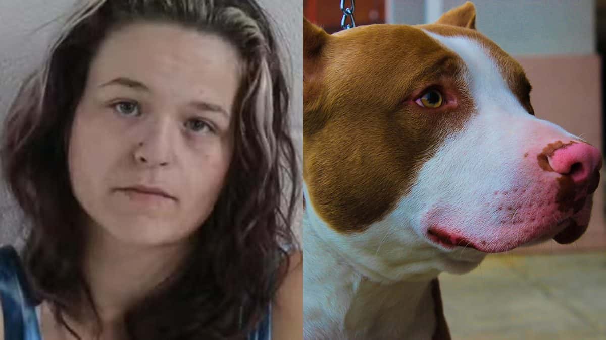 Criança de 6 anos é atacada por pitbull após ser algemada pela mãe