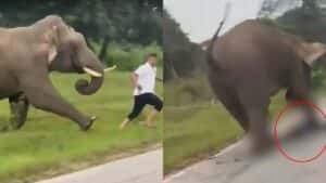Turista tenta tirar selfie com elefante e é perseguido e pisoteado