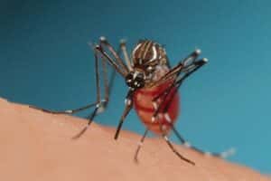 Brasil entra em alerta contra a chikungunya