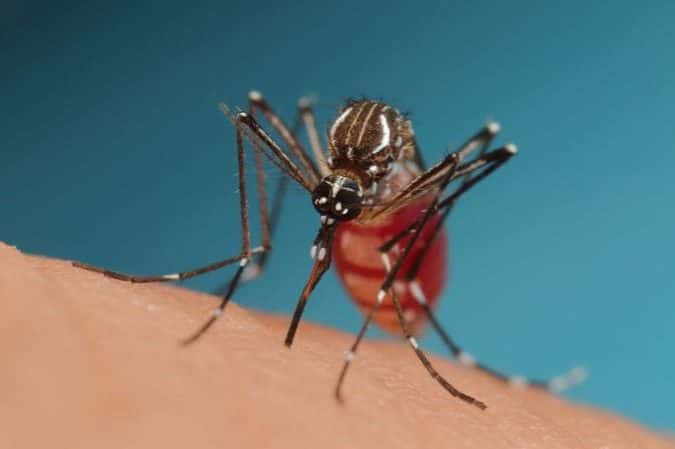 Brasil entra em alerta contra a chikungunya