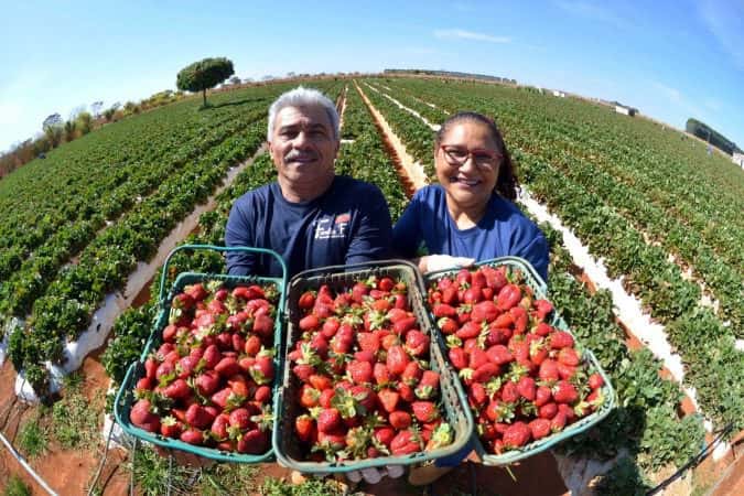 Festa do Morango começa nesta sexta-feira (5/9) e espera 500 mil visitantes