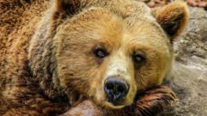 Idoso é decaptado por urso enquanto colhia cogumelos
