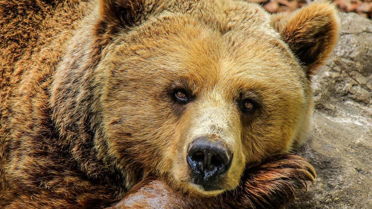 Idoso é decaptado por urso enquanto colhia cogumelos