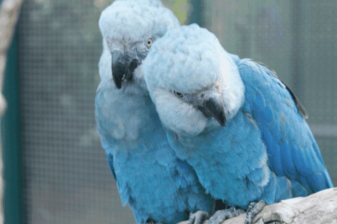 ICMBio confirma vírus letal em 11 ararinhas-azuis recapturadas na Bahia