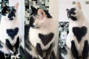 Gato com mancha de coração conquista título de mais bonito do Brasil