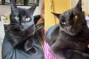 Lembra dele? Milu, o gato vidente, crava o campeão da Libertadores