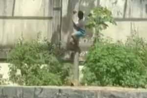 Homem morre após invadir recinto de leoa em João Pessoa