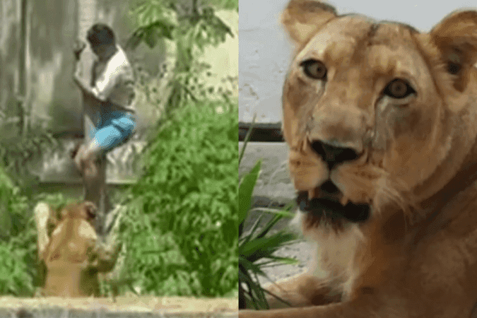 Parque descarta eutanásia e diz que leoa está saudável após morte em João Pessoa