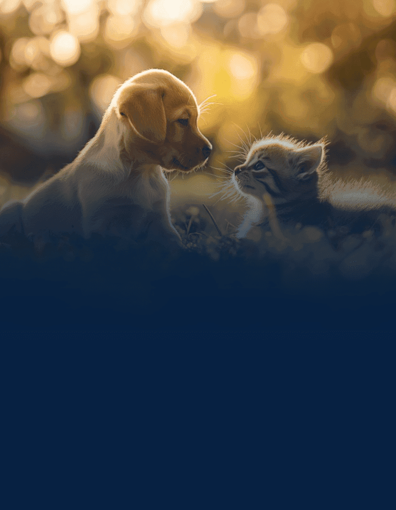 Senado aprova guarda compartilhada de pets em divórcios