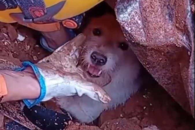 Vídeo de cãozinho resgatado por bombeiros em MG emociona internautas