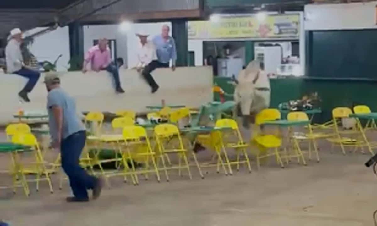 Vídeo: boi pula cerca de leilão em MG e provoca pânico