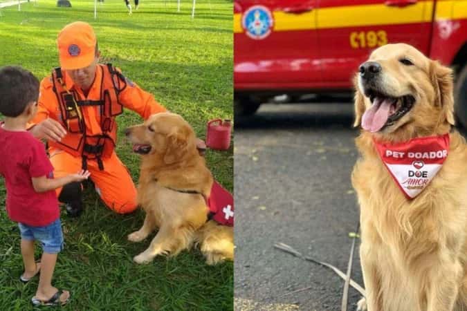 Morre Thor, cão dos bombeiros que visitava escolas e doava sangue