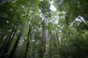 Brasil lidera queda do desmatamento mundial