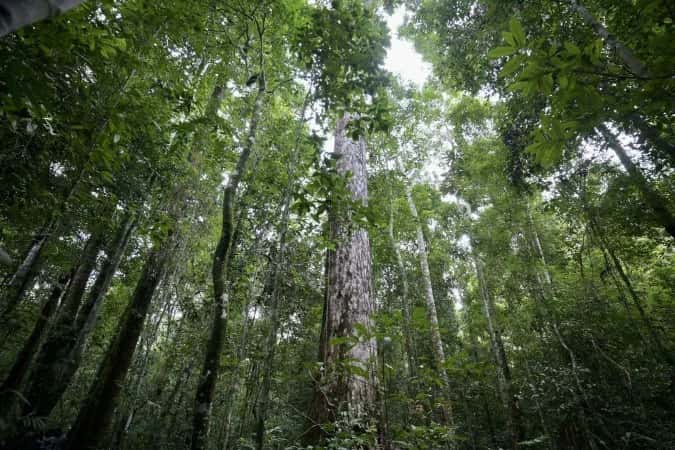 Brasil lidera queda do desmatamento mundial