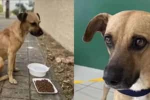 Resgatado das ruas de Fortaleza, vira-lata caramelo é adotado na Suíça