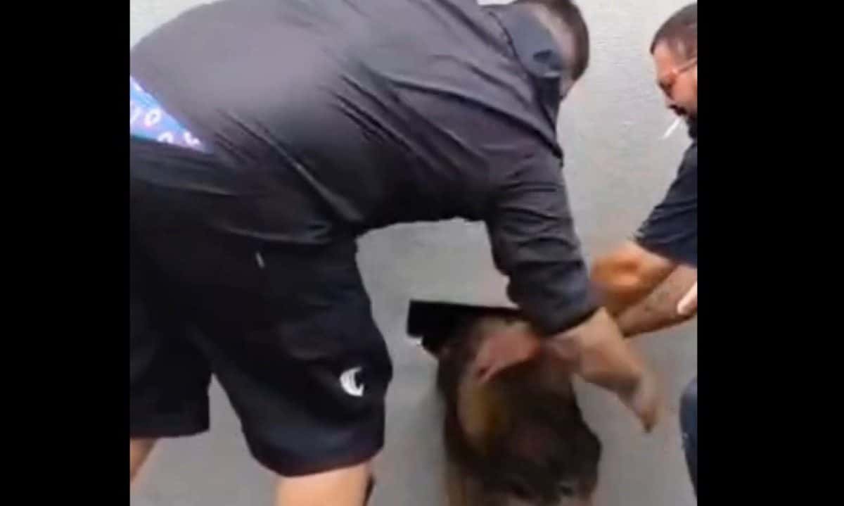 Cachorra chora e é achada dentro de parede