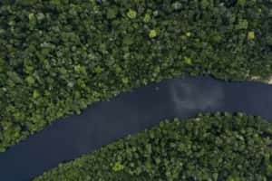Desmatamento na Amazônia registra maior queda percentual já observada para maio