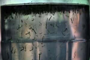 Vacina da dengue do Butantan: o que fazer se você tomou o imunizante