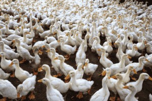 Especialistas em bem-estar animal celebram proibição do foie gras