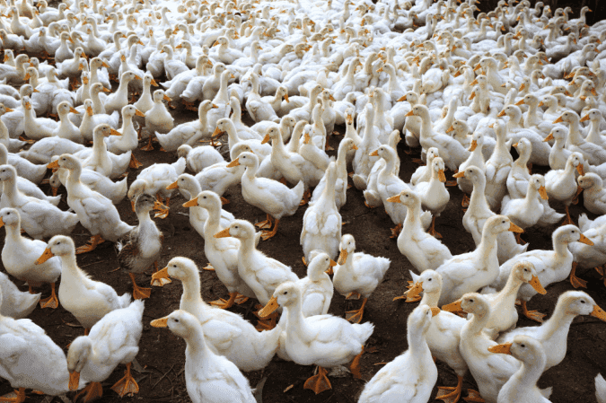 Especialistas em bem-estar animal celebram proibição do foie gras