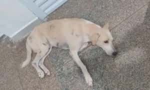 Cachorro espera dono na porta de hospital mesmo após a morte do tutor