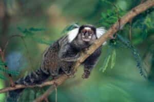 Primeiro genoma completo de sagui vai possibilitar pesquisas sobre Azheimer
