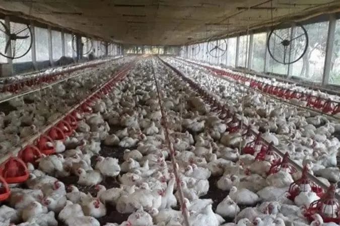 China suspende importações de aves de SC após confirmação de doença de Newcastle