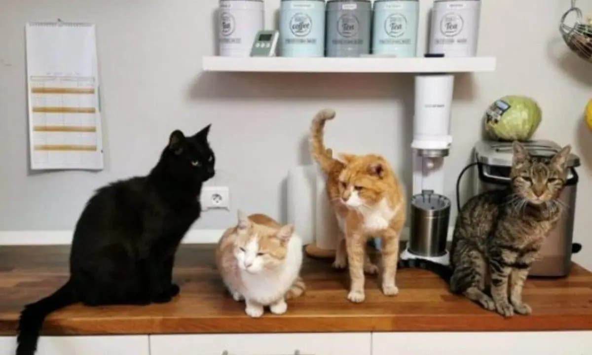 Lei proíbe venda de pets em cidade catarinense