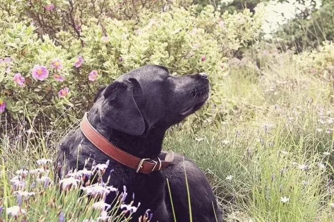 Verme do coração: mudanças climáticas ameaçam cachorros com a dirofilarioses