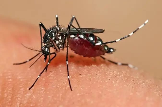 Pela 1ª vez, o 'Aedes aegypti' se reproduz em Londres, no Reino Unido