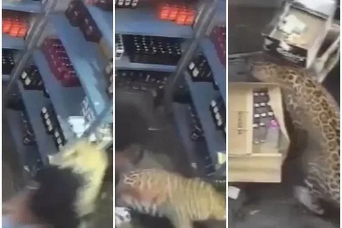 Leopardo entra em distribuidora e ataca vendedor