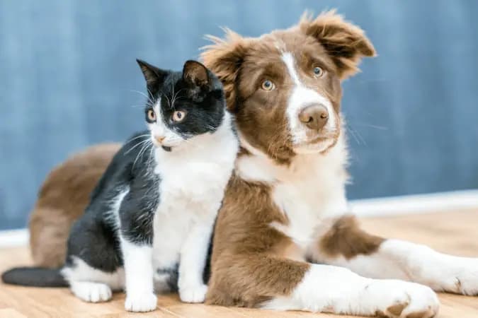 Tribunal de SC nega a mulher pensão alimentícia do ex para pets