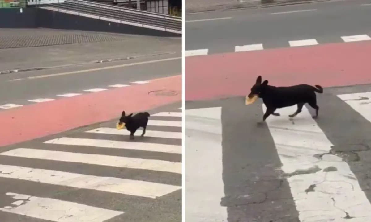Cachorrinha viraliza ao buscar pastel sozinha em lanchonete todos os dias