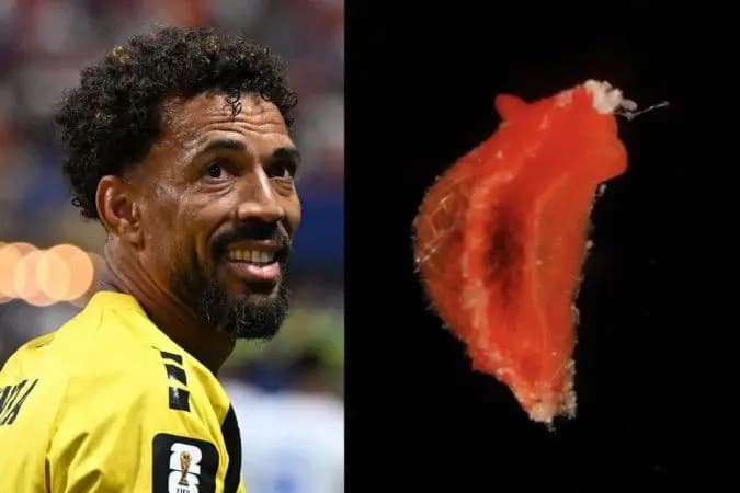 Biólogos homenageiam Vozinha e batizam nova espécie com seu nome