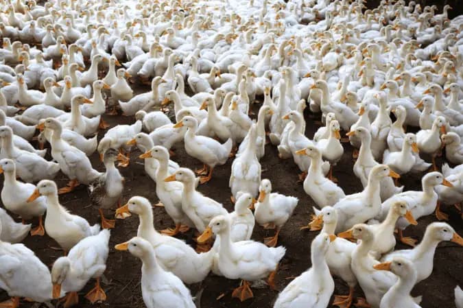 Especialistas em bem-estar animal celebram proibição do foie gras