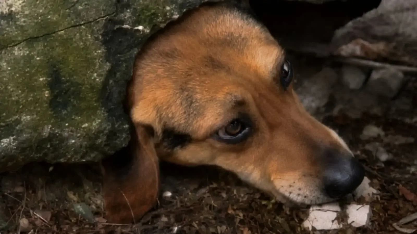 Doce tentação: cachorro é resgatado de muro ao tentar pegar um pudim