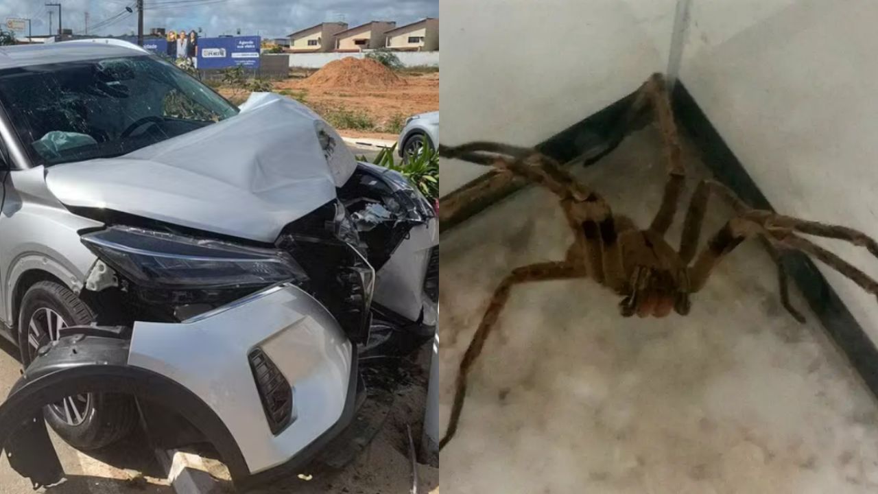 Motorista encontra aranha dentro de carro, perde o controle e bate o veículo