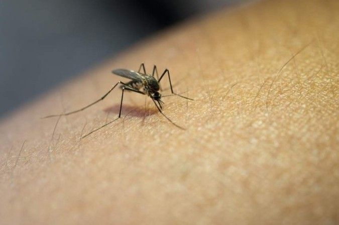 Dengue: Brasil registra média de 17 mil novos casos por dia em 2024