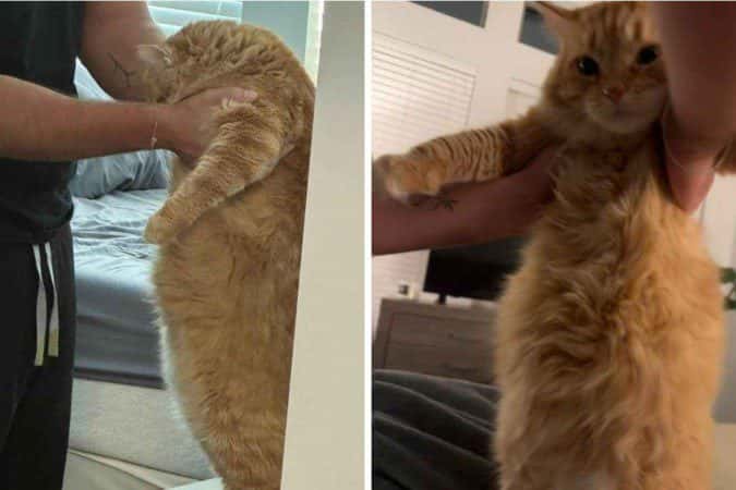 O gato mais guloso da internet: a história de Sparrow